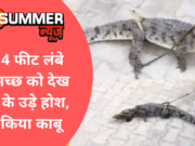 यहां 4 फीट लंबे मगरमच्छ को देख लोगों के उड़े होश, ऐसे किया काबू (Watch Pics)