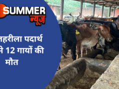 यहां जहरीला पदार्थ खाने से 12 गायों की मौत