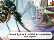 हरियाणा में डेंगू के डंक से 14 लोगों की मौत, 6 हजार से ज्यादा मामले आए सामने