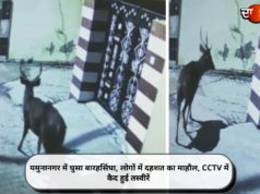 यमुनानगर में घुसा बारहसिंघा, लोगों में दहशत का माहौल, CCTV में कैद हुई तस्वीरें