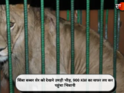 सिंबा बब्बर शेर को देखने उमड़ी भीड़, 900 KM का सफर तय कर पहुंचा भिवानी