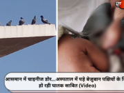आसमान में चाइनीज डोर…अस्पताल में पड़े बेजुबान पक्षियों के लिए हो रही घातक साबित (Video)