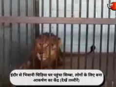 इंदौर से भिवानी चिड़िया घर पहुंचा सिम्बा, लोगों के लिए बना आकर्षण का केंद्र (देखें तस्वीरें)