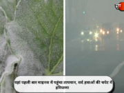 यहां पहली बार माइनस में पहुंचा तापमान, सर्द हवाओं की चपेट में हरियाणा