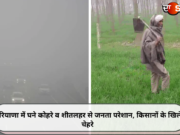 हरियाणा में घने कोहरे व शीतलहर से जनता परेशान, किसानों के खिले चेहरे