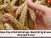 हरियाणा में ठंड से मिली लोगों को राहत, किसानों की गेहूं की फसल पर मंडराए खतरे के बादल