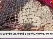 OMG: कुरुक्षेत्र SYL से पकड़े 6 फुट लंबे 2 मगरमच्छ, मचा हड़कंप