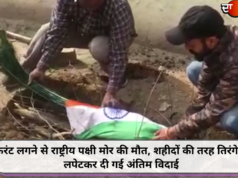 करंट लगने से राष्ट्रीय पक्षी मोर की मौत, शहीदों की तरह तिरंगे में लपेटकर दी गई अंतिम विदाई