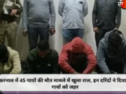 करनाल में 45 गायों की मौत मामले में खुला राज, इन दरिंदों ने दिया था गायों को जहर