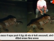 अंबाला में सड़क हादसे में तेंदुए की मौत से फैली अफरातफरी, लोगों ने वीडियो बनाकर किया वायरल