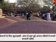 किसानों के लिए खुशखबरी, आज से शुरू हुई अनाज मंडियों में सरसों की सरकारी खरीद