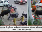 गुरुद्वारा में घुसे सांड का हैरतअंगेज कारनामा, सेवादार को उठाकर पटका, CCTV में कैद वारदात