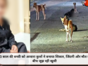 3 साल की बच्ची को आवारा कुत्तों ने बनाया शिकार, जिंदगी और मौत के बीच जूझ रही खुशी