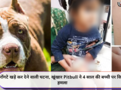 रोंगटे खड़े कर देने वाली घटना, खूंखार Pitbull ने 4 साल की बच्ची पर किया हमला