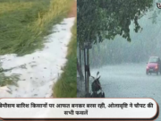 बेमौसम बारिश किसानों पर आफत बनकर बरस रही, ओलावृष्टि ने चौपट की सभी फसलें