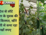 विदेश से लौटे हरियाणा के युवक की बदली किस्मत, खीरे की खेती से कमा रहा लाखों रुपए