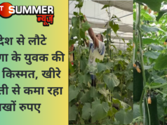 विदेश से लौटे हरियाणा के युवक की बदली किस्मत, खीरे की खेती से कमा रहा लाखों रुपए