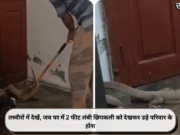 तस्वीरों में देखें, जब घर में 2 फीट लंबी छिपकली को देखकर उड़े परिवार के होश
