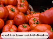 आम आदमी की रसोई से गायब हुए टमाटर के पीछे की जानिए क्या है वजह