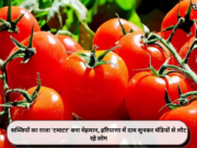 सब्जियों का राजा ‘टमाटर’ बना मेहमान, हरियाणा में दाम सुनकर मंडियों से लौट रहे लोग