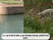 SYL नहर के किनारे करीब 12 फुट लंबा दिखा मगरमच्छ, ग्रामीणों में मचा हड़कंप