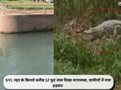 SYL नहर के किनारे करीब 12 फुट लंबा दिखा मगरमच्छ, ग्रामीणों में मचा हड़कंप