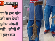 हरियाणा के इस गांव में पहली बार देखी गई ‘दुर्लभ जंगली छिपकली’, लोगों में मचा हड़+कंप