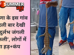 हरियाणा के इस गांव में पहली बार देखी गई ‘दुर्लभ जंगली छिपकली’, लोगों में मचा हड़+कंप