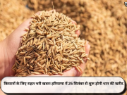 किसानों के लिए राहत भरी खबर! हरियाणा में 25 सितंबर से शुरू होगी धान की खरीद