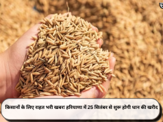 किसानों के लिए राहत भरी खबर! हरियाणा में 25 सितंबर से शुरू होगी धान की खरीद