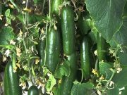 परंपरागत खेती को छोड़कर संरक्षित खेती की ओर किसानों का रुझान…इजरायली खीरे की पैदावार कर मालामाल हो रहे किसान