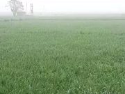 अंबाला में बढ़ती ठंड और कोहरे से किसान खुश,अच्छी होगी गेंहू की फसल