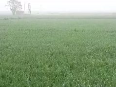 अंबाला में बढ़ती ठंड और कोहरे से किसान खुश,अच्छी होगी गेंहू की फसल
