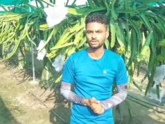 ड्रैगन फ्रूट की खेती का प्रशिक्षण लेने के लिए हरियाणा के किसानों को वियतनाम जाने के लिए सब्सिडी देगी सरकार,योजना हो रही तैयार