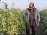 ये किसान टमाटर की खेती पर रखते हैं कैमरे से नजर, वेदर रिमोट सेंसिंग सिस्टम का बताया इस तरह से इस्तेमाल