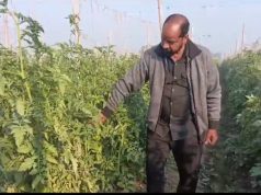 ये किसान टमाटर की खेती पर रखते हैं कैमरे से नजर, वेदर रिमोट सेंसिंग सिस्टम का बताया इस तरह से इस्तेमाल
