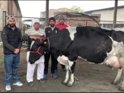 करनाल जिले के गांव झिझांडी की इस गाय ने 24 घंटे में दिया 80.756Kg दुध….बनाया एशिया रिकार्ड