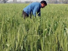 बेमौसमी बारिश और तेज हवाओं से जमीन पर बिछी गेंहू की फसल