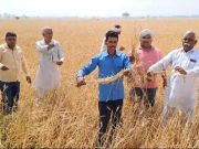 बारिश और ओलावृष्टि से गेहूं की फसल बर्बाद… किसानों की सरकार से उचित मुआवजा देने की मांग