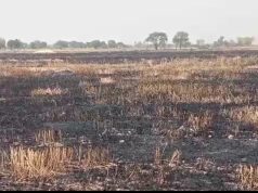 किसानों की फसल में आ*ग लगने से लाखों का नुकसान…मौके पर मुआयना करने पहुंचे गिरदावर राजकुमार