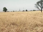 मुख्य सचिव ने उपायुक्तो को ओलावृष्टि से खराब हुई फसलों का जल्द से जल्द सर्वे करवाने के दिए निर्देश