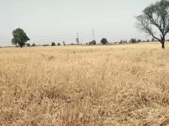 मुख्य सचिव ने उपायुक्तो को ओलावृष्टि से खराब हुई फसलों का जल्द से जल्द सर्वे करवाने के दिए निर्देश