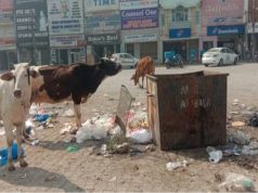अम्बाला शहर में फैली गंदगी…कांग्रेस कार्यकर्ताओं ने जोइंट कमिशनर के माध्यम से सौंपा ज्ञापन