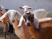 भेड़-बकरियों के फुट-रॉट रोग की रोकथाम के लिए हरियाणा हाई अलर्ट पर