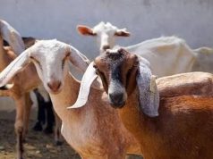भेड़-बकरियों के फुट-रॉट रोग की रोकथाम के लिए हरियाणा हाई अलर्ट पर