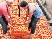टमाटर के रेट में आया जबरदस्त उछाल.. लोगों ने टमाटर खरीदना किया कम