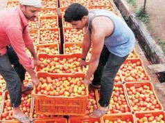 टमाटर के रेट में आया जबरदस्त उछाल.. लोगों ने टमाटर खरीदना किया कम