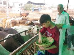 130 साल पुरानी गौशाला में लगा श्रद्धालुओं का तांता… हरे चारे और दान देने की सेवा