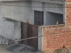 यमुनानगर के छछरौली कस्बे में बंदरों का आतंक.. घरों की छतों पर बैठकर लोगों को डरा रहे बंदर