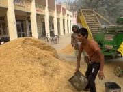 यमुनानगर में नहीं यूरिया और डीएपी की कोई कमी- कृषि अधिकारी